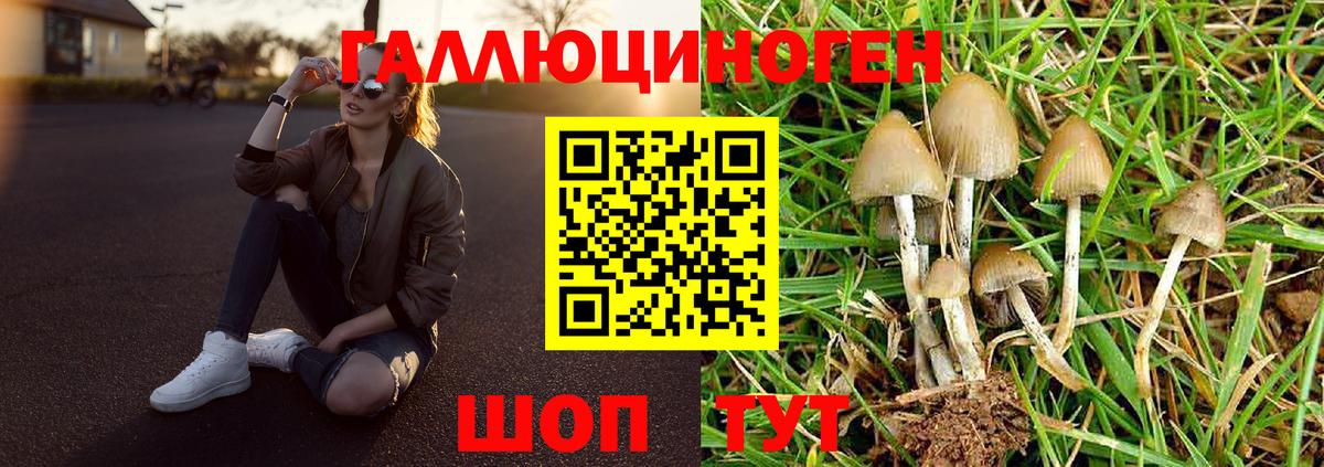 Псилоцибиновые грибы GOLDEN TEACHER Ставрополь